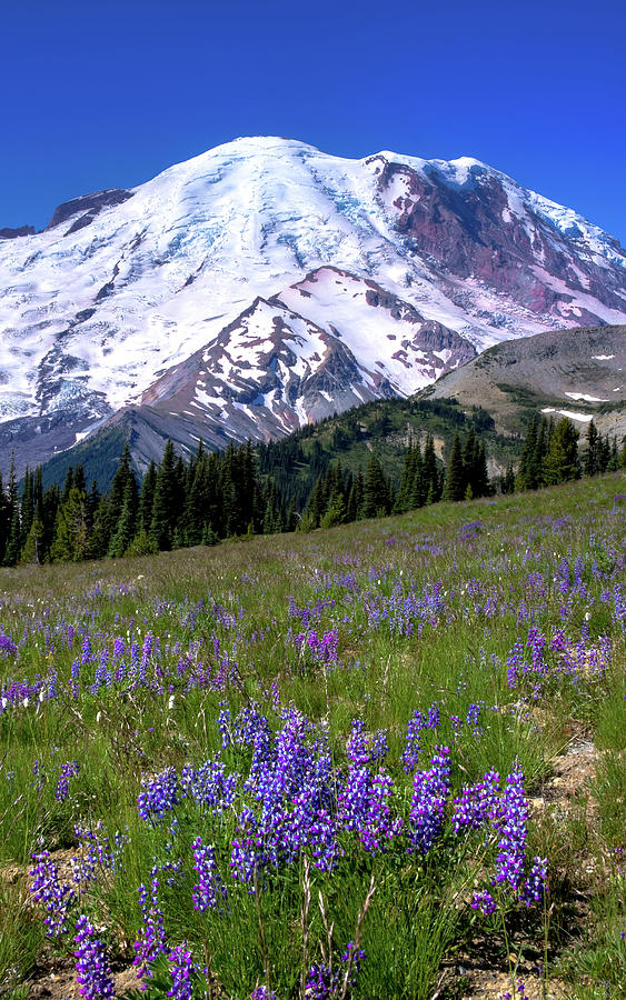 Lupin on Mount Rainier Photograph by David Patterson
