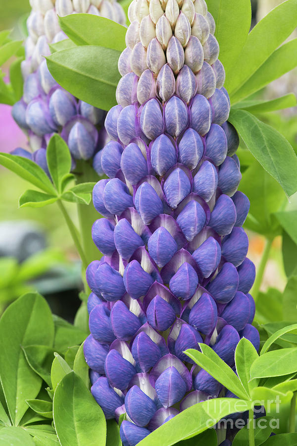 Lupin Persian Slipper Flower Photograph by Tim Gainey