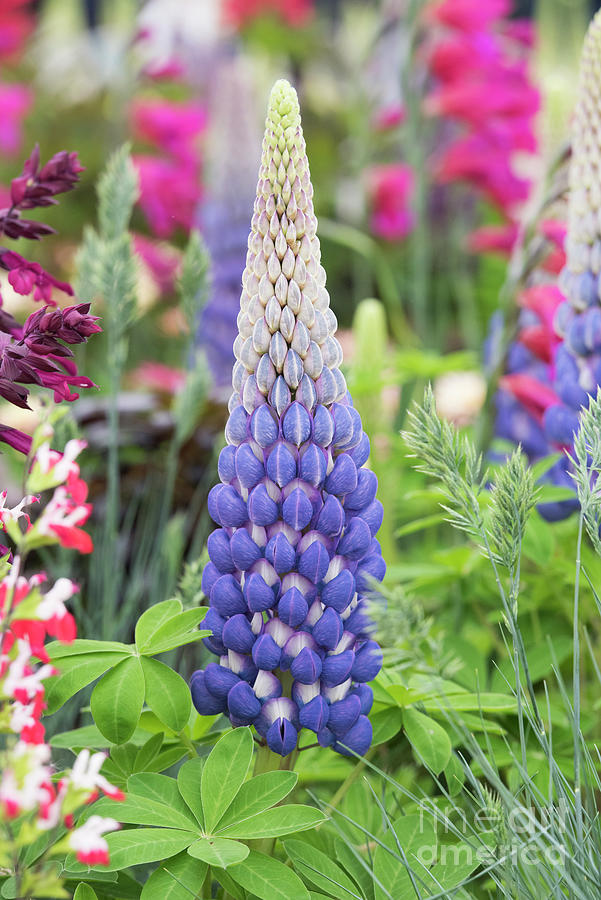 Lupin Persian Slipper Photograph by Tim Gainey