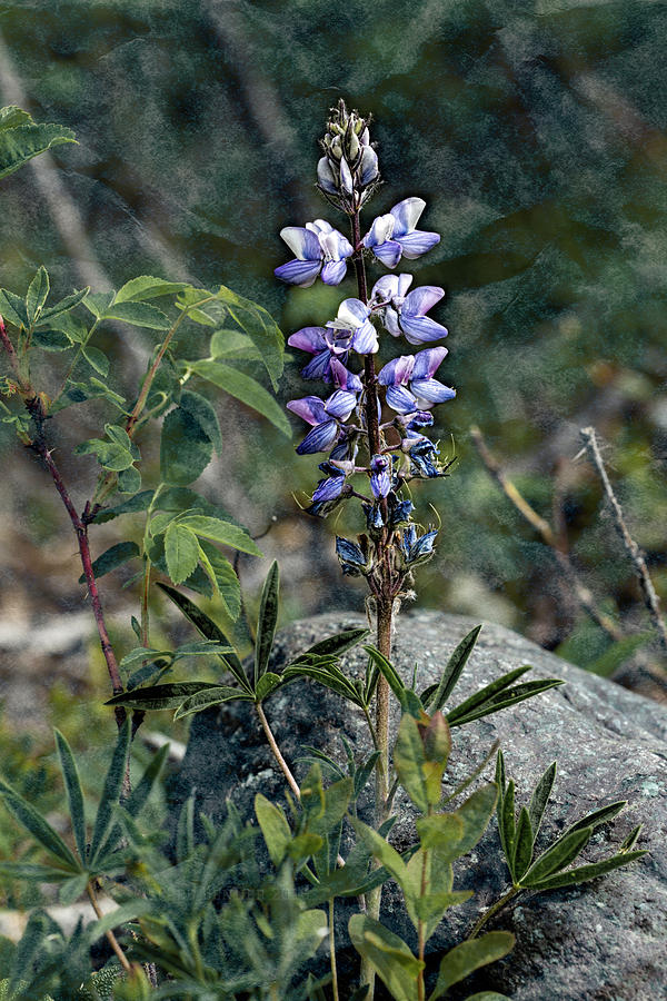 Lupine 2017 Photograph by Fred Denner