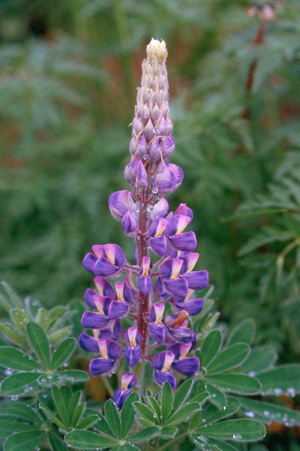 Lupine 3 Photograph by Andy Shomock