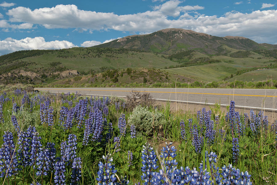 Lupine Along A Highway In The Rockies Photograph By Cascade Colors - Pixels