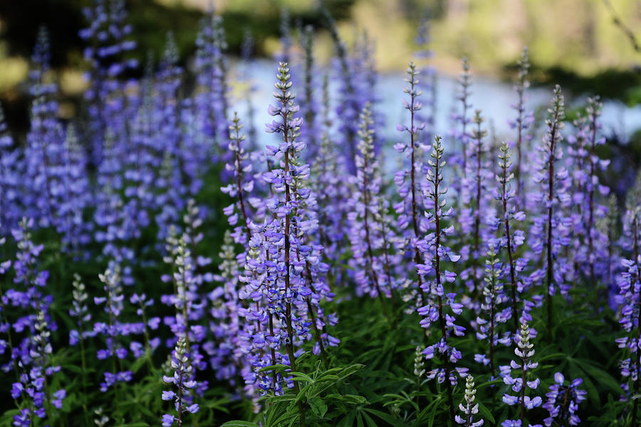 Lupine Along The River Photograph