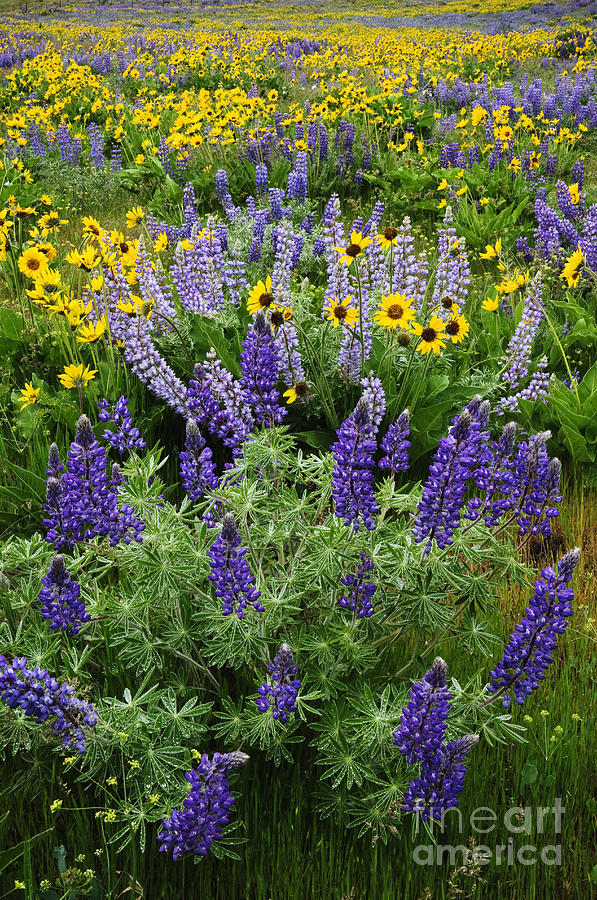 Lupine and Balsamroot Photograph by Greg Vaughn - Printscapes