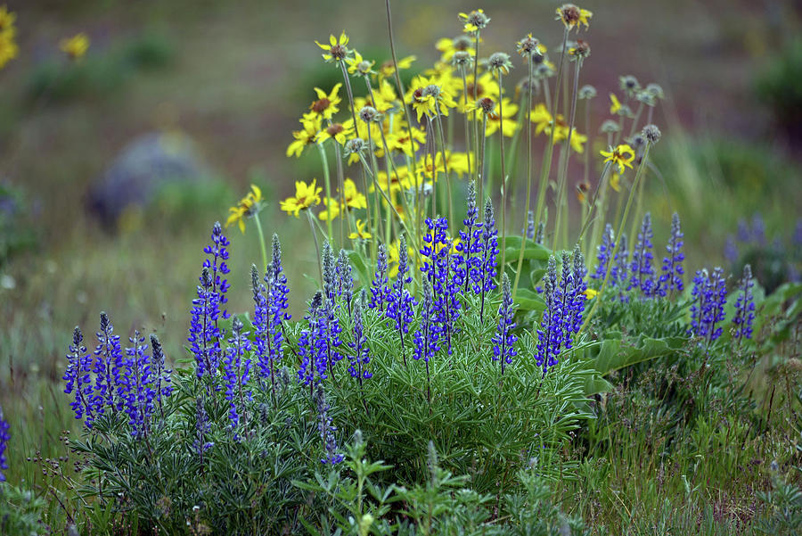 Lupine and Balsamroot Photograph by Whispering Peaks Photography