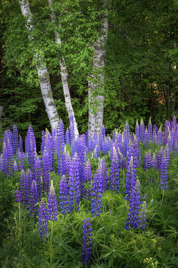 Lupine and Birch Tree Photograph by Bill Wakeley