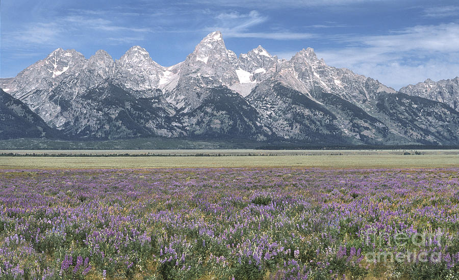 Spring Photograph - Lupine and Grand Tetons by Sandra Bronstein