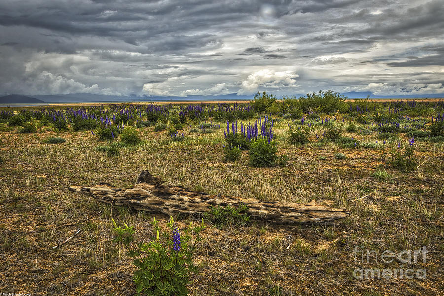 Lupine And Log Photograph by Mitch Shindelbower