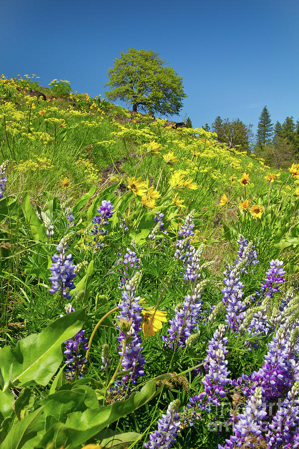Lupine and Oak Photograph by Idaho Scenic Images Linda Lantzy
