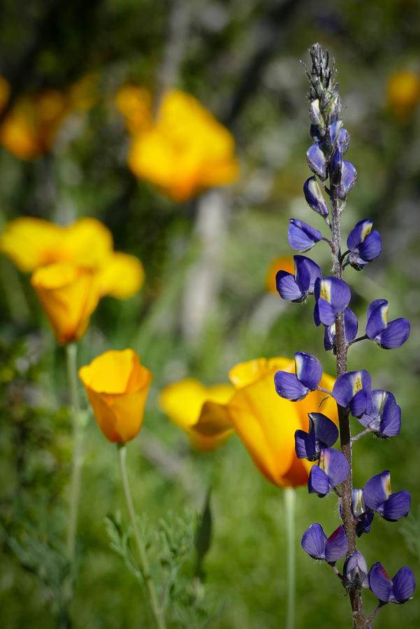 Lupine and Poppies Photograph by Laurel Powell