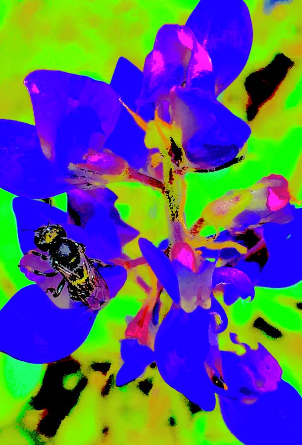 Lupine And Resting Native Bee Photograph