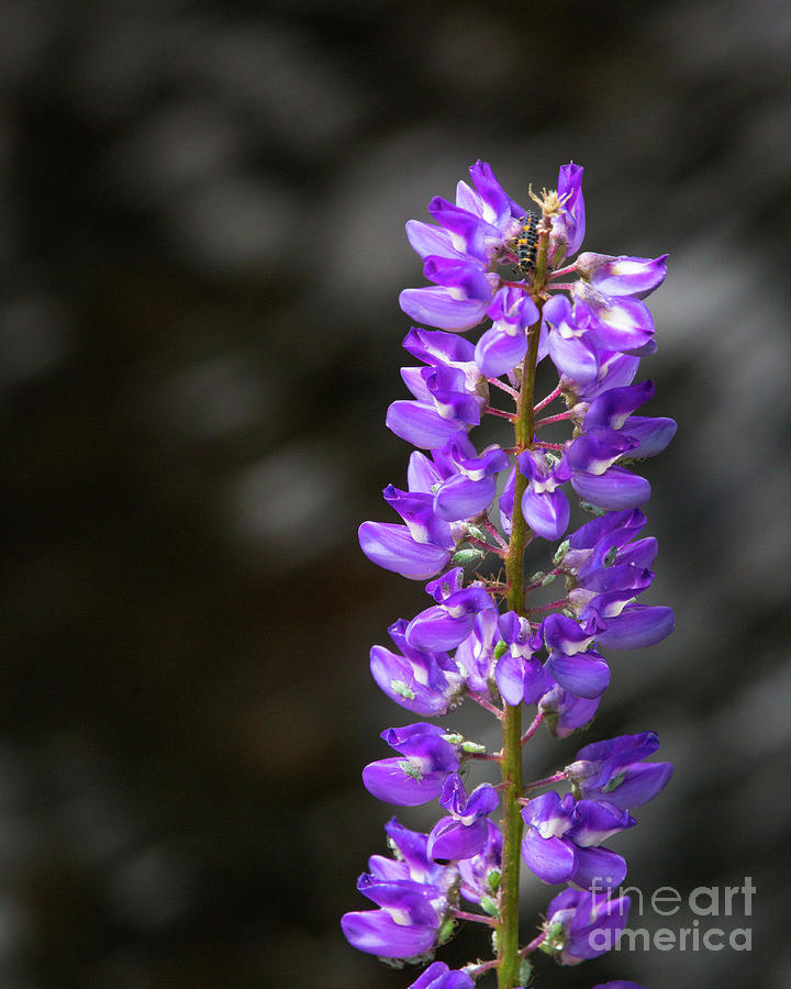Lupine Photograph by Anthony Michael Bonafede