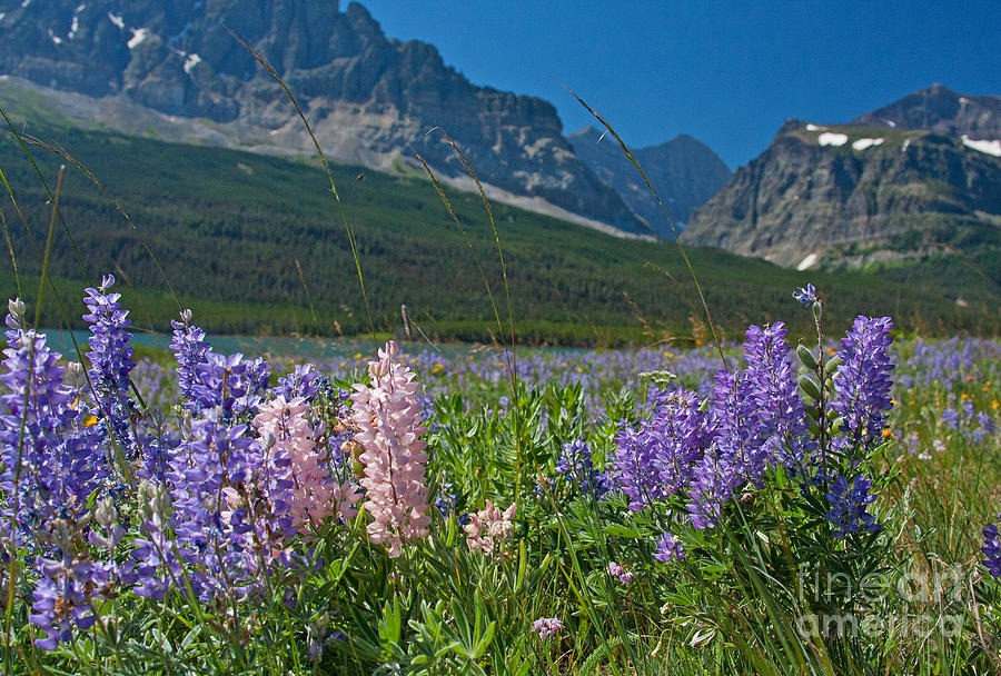 Lupine Are Bloomin Photograph by Katie LaSalle-Lowery