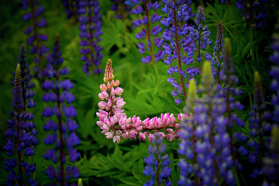 Lupine Attitude  Photograph by Jeff Cooper