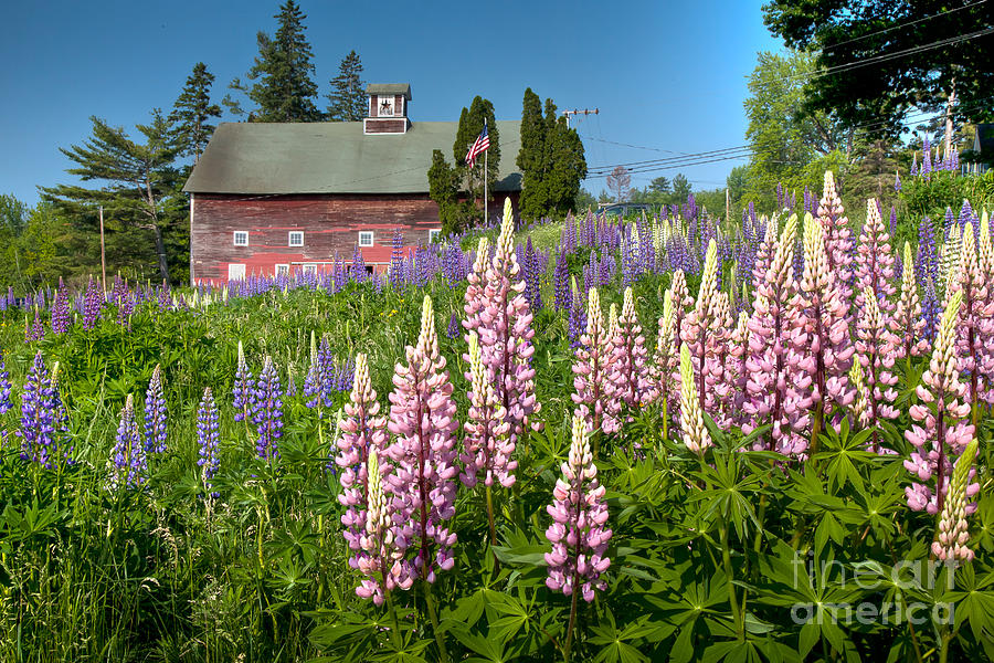 Lupine Barn Photograph by Susan Cole Kelly