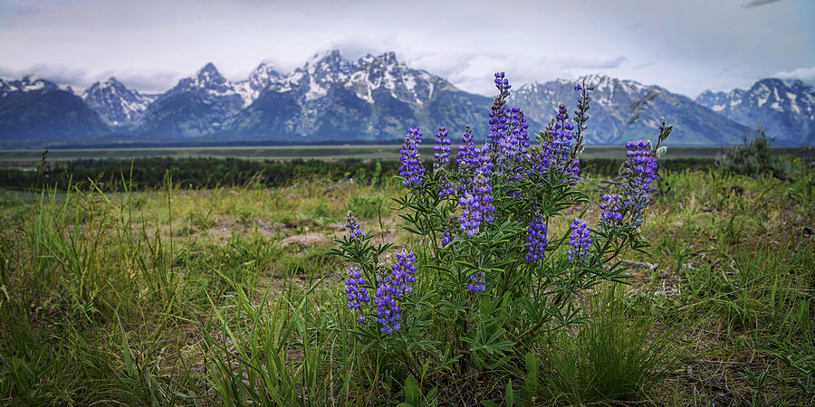 Flower Photograph - Lupine Beauty by Chad Dutson
