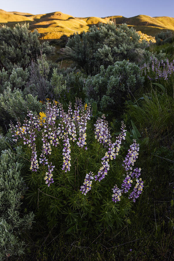 Lupine Bloom in Boise Idaho USA Photograph by Vishwanath Bhat