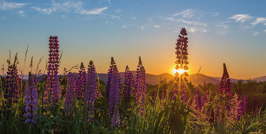 Lupine Bloom Sun Photograph by White Mountain Images