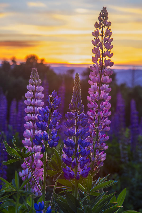 Lupine Blooms at Sunset Photograph by White Mountain Images