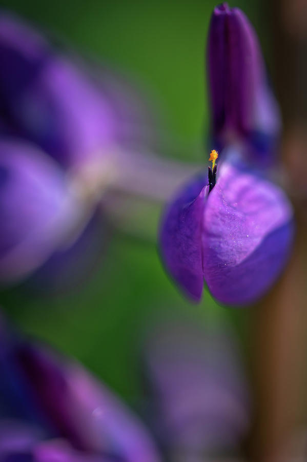 Lupine Blossom Photograph by Kristen Wilkinson