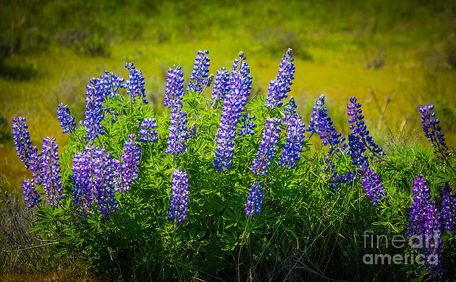Lupine Blossoms Photograph by Patricia Babbitt
