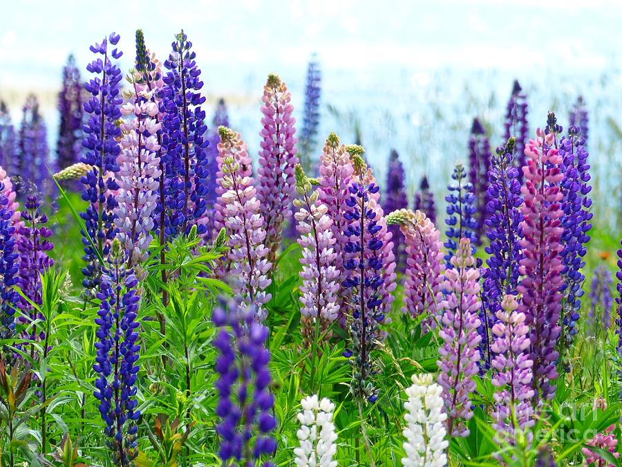 Lupine By the Sea by Christine Stack Lupine By the Sea by Christine Stack
