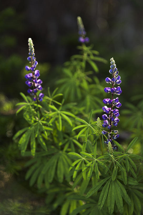 Lupine Photograph by Chad Dutson