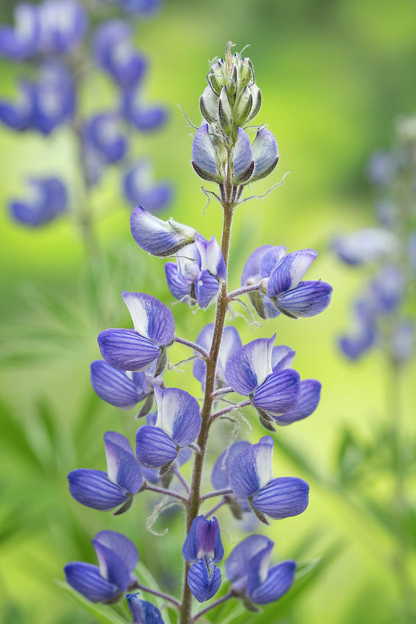 Lupine Close-up Photograph by Denise Bush