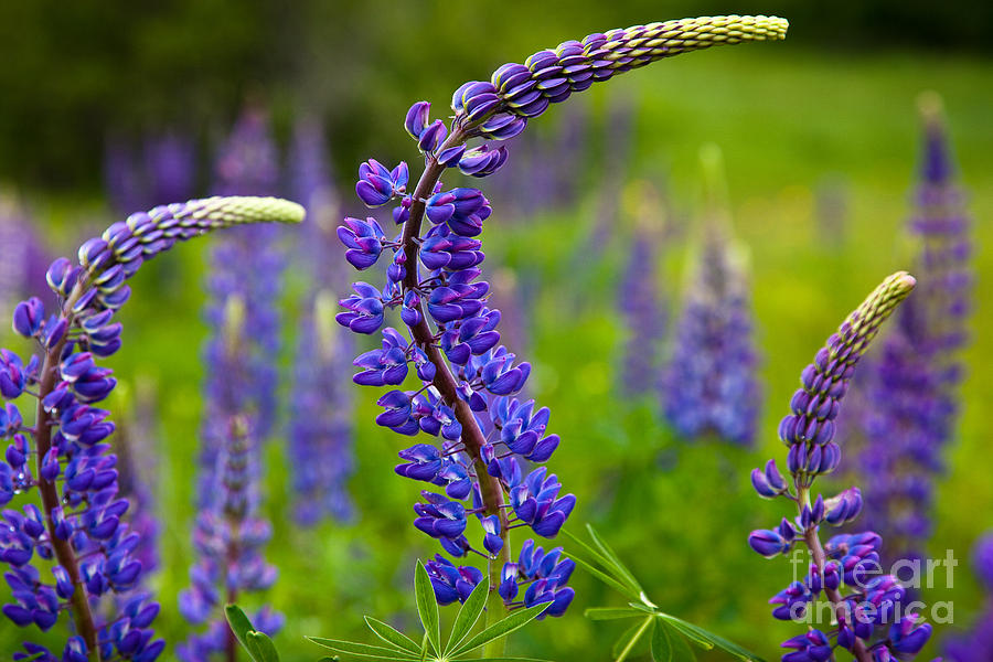 Lupine Curves Photograph by Susan Cole Kelly