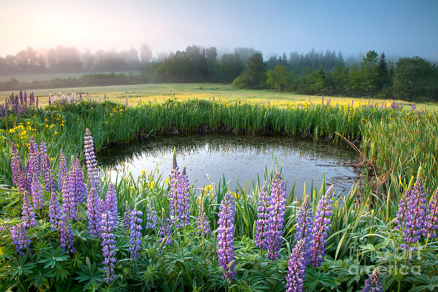 Lupine Dawn Photograph by Susan Cole Kelly
