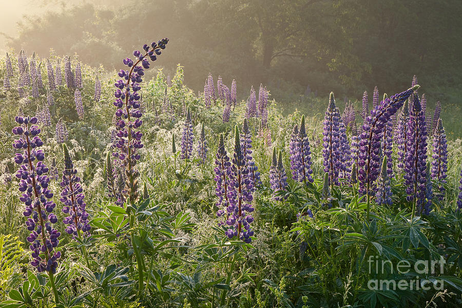 Lupine Dew Photograph by Susan Cole Kelly