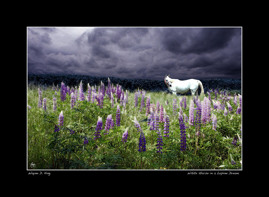 Lupine Dreams the White Horse Poster Photograph by Wayne King