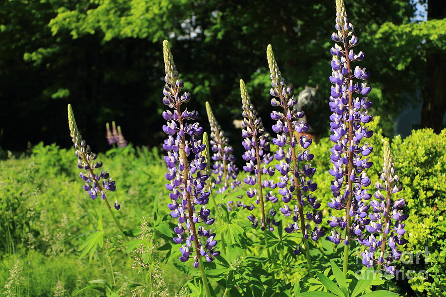 Lupine Photograph by Elizabeth Dow