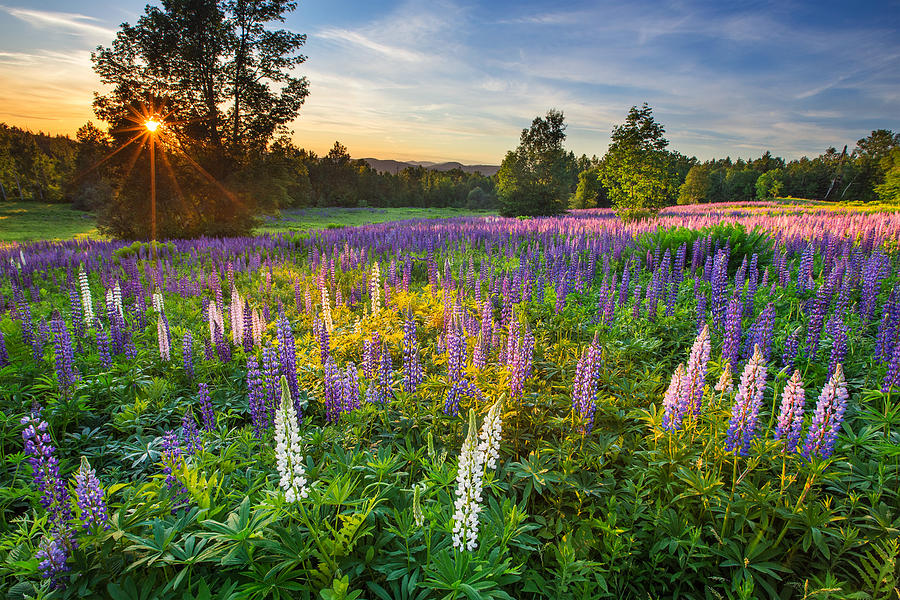 Lupine Field at Sunset Photograph by Chris Whiton