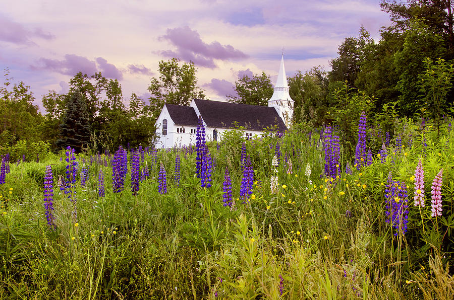 Lupine Field Sunset With Chapel Photograph by Donna Doherty