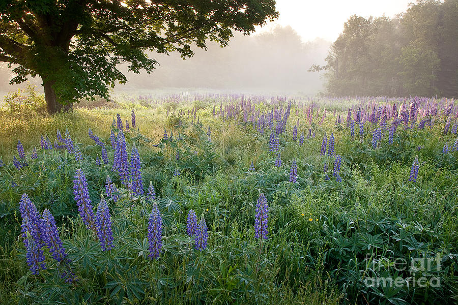 Flower Photograph - Lupine Field by Susan Cole Kelly