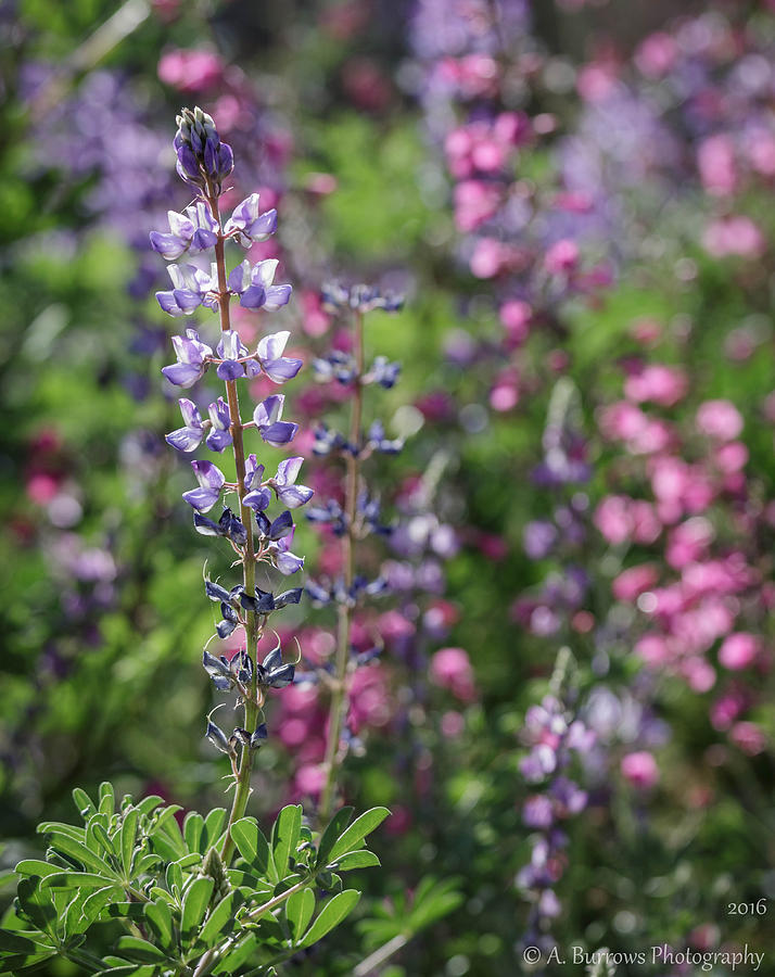 Lupine Fields Photograph by Aaron Burrows