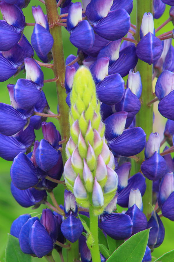 Lupine Flower and Shoot Photograph by John Burk