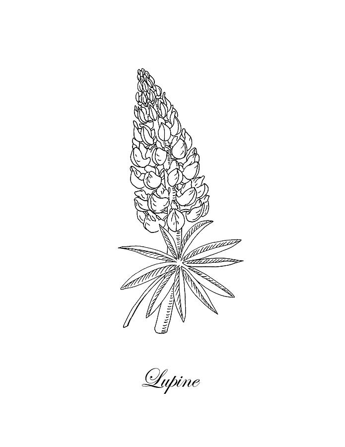 Lupine Flower Botanical Drawing Drawing by Irina Sztukowski