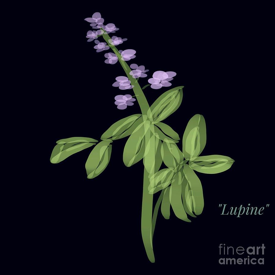 Lupine Flower Illustration Drawing by Susan Garren
