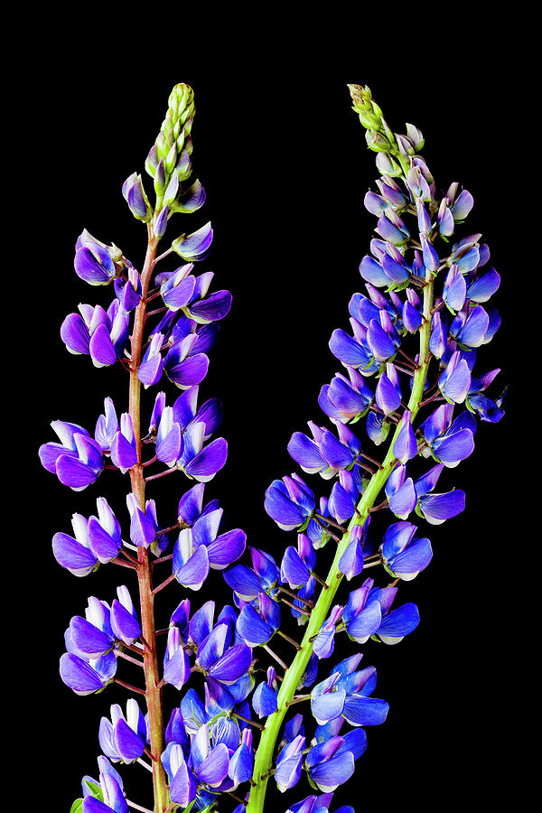 Lupine Flower Spikes Photograph by Alan L Graham