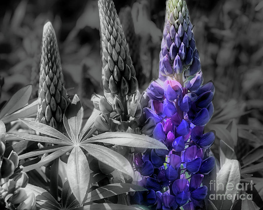 Lupine Flower Trio Photograph by Smilin Eyes Treasures