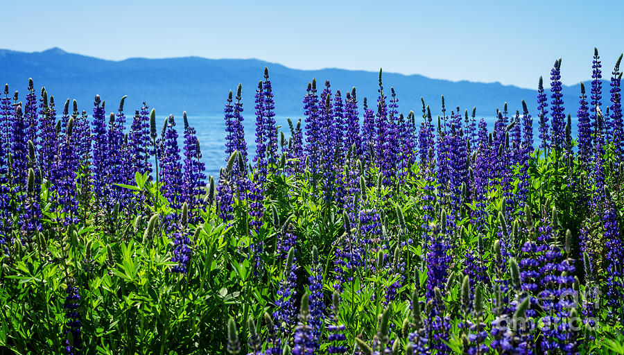 Lupine Flowers at Tahoe Photograph by Dianne Phelps