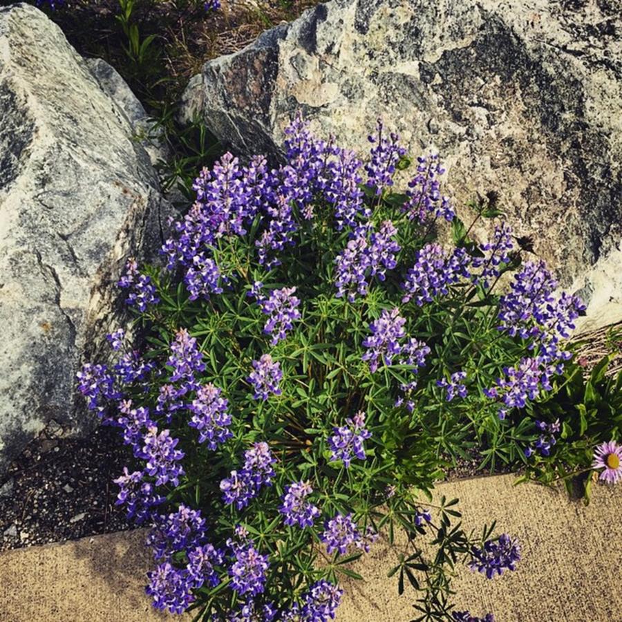 Mountain Photograph - Lupine Flowers On The Mountain by Joan McCool