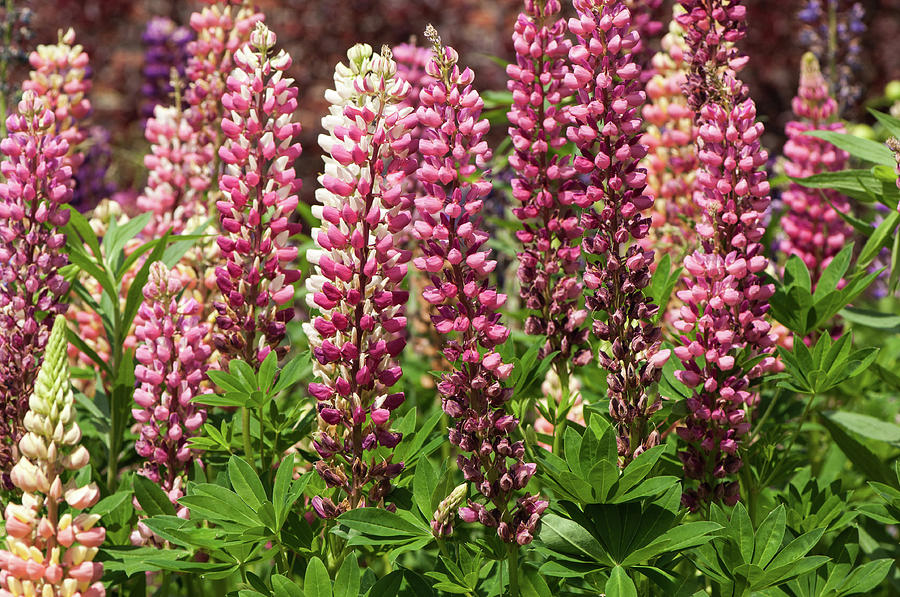 Lupine Garden Photograph by Ralph Staples - Pixels