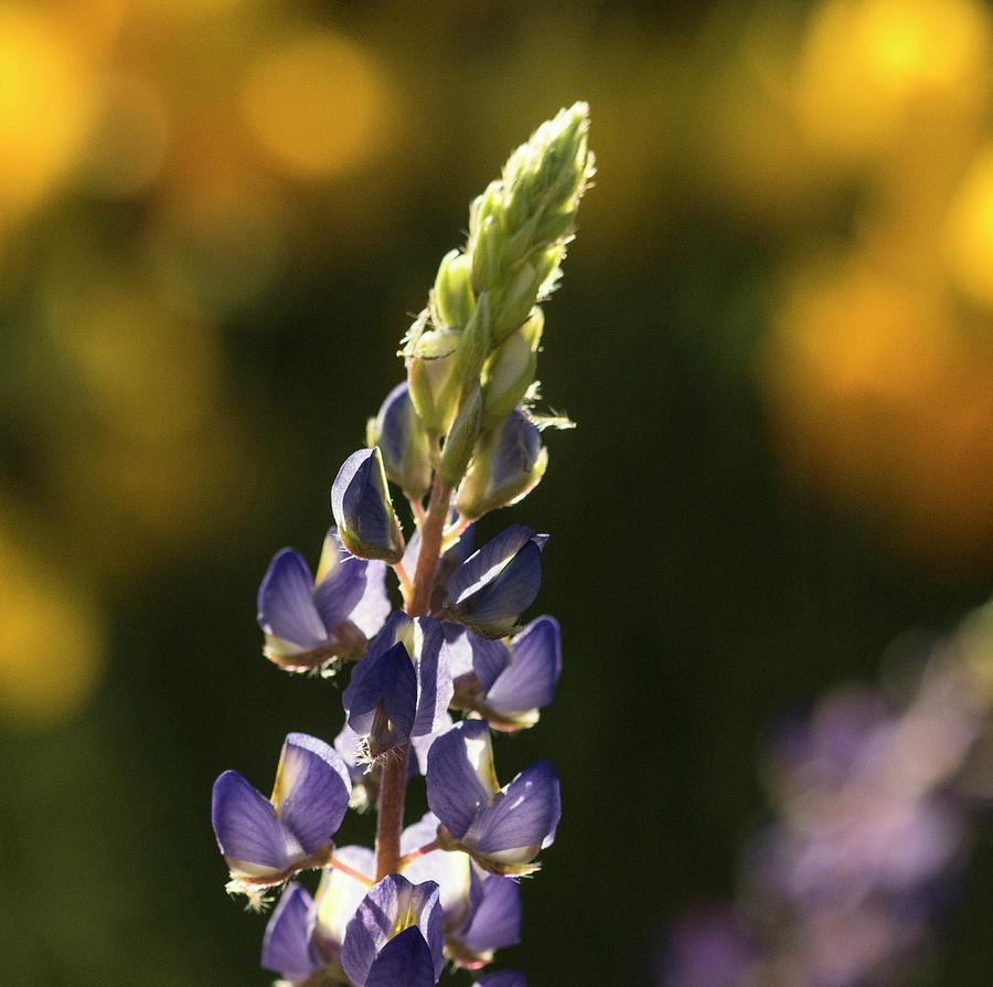 Lupine glory Photograph by Ruth Jolly
