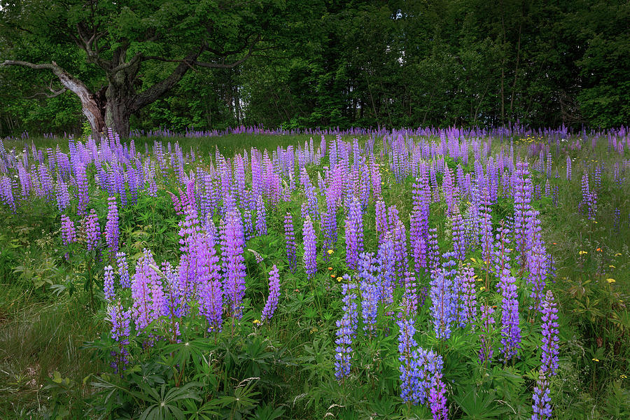 Lupine Glow Photograph by Bill Wakeley