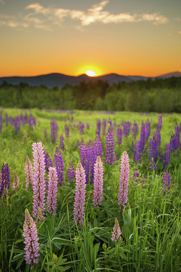 Lupine Glow Photograph by White Mountain Images