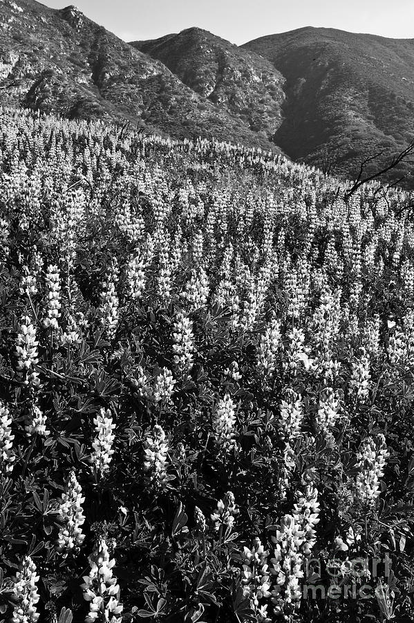 Landscape Photograph - Lupine Hilltop by Greg Clure Landscape Photograph - Lupine Hilltop by Greg Clure