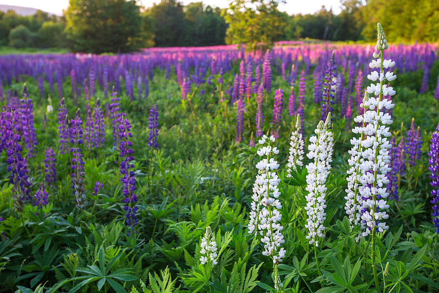 Lupine in a Sea of Purple Photograph by White Mountain Images